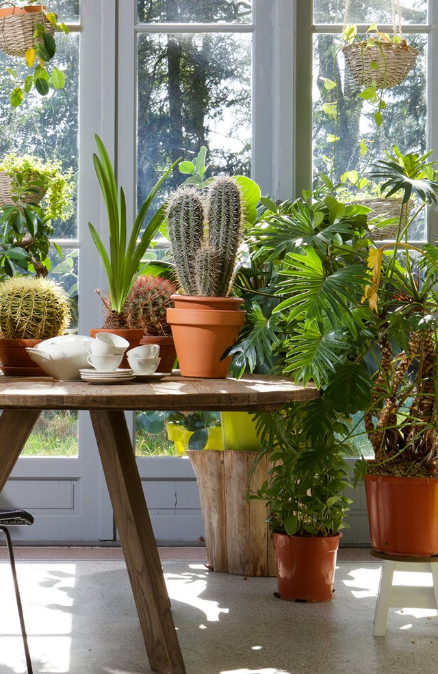 Zo haal je de botanische interieurstijl in huis